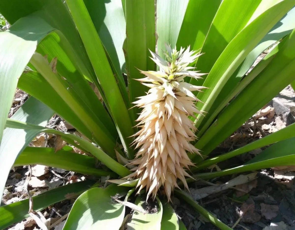 Guide Complet pour Cultiver le Yucca : Conseils et Techniques Essentielles